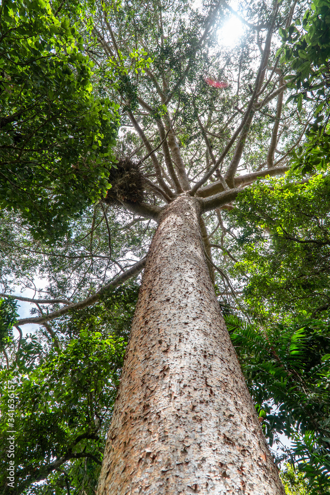 Fototapeta premium Looking up tree trunk with green canopy. Close angle with dramatic tree bark perspective. Green, environmental, growth, towering, upward concepts. Sun shining through. Branches, leaves background.