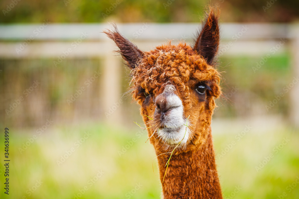 Fototapeta premium Alpaca 118