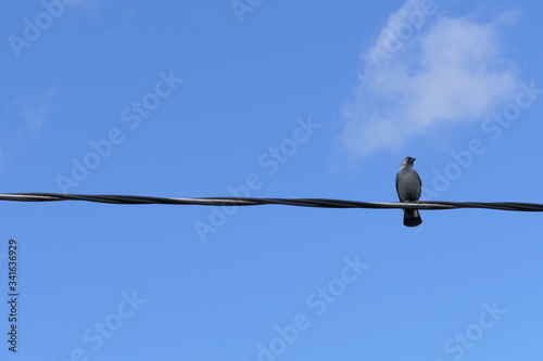 Lonely Crow sitting on power line blue sky