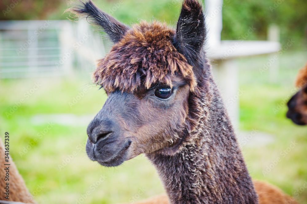 Obraz premium Alpaca 108