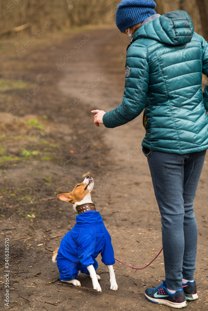 Obraz premium Mistress walks in the woods with her dog Basenji