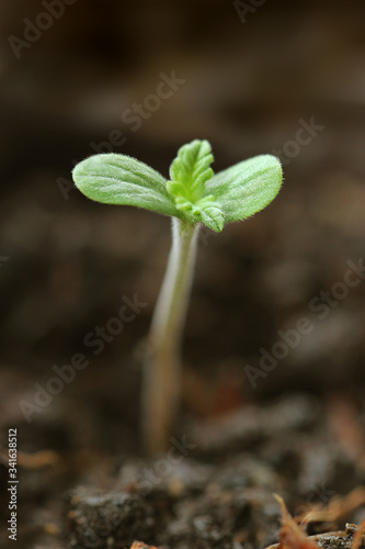 Young plant growing in garden