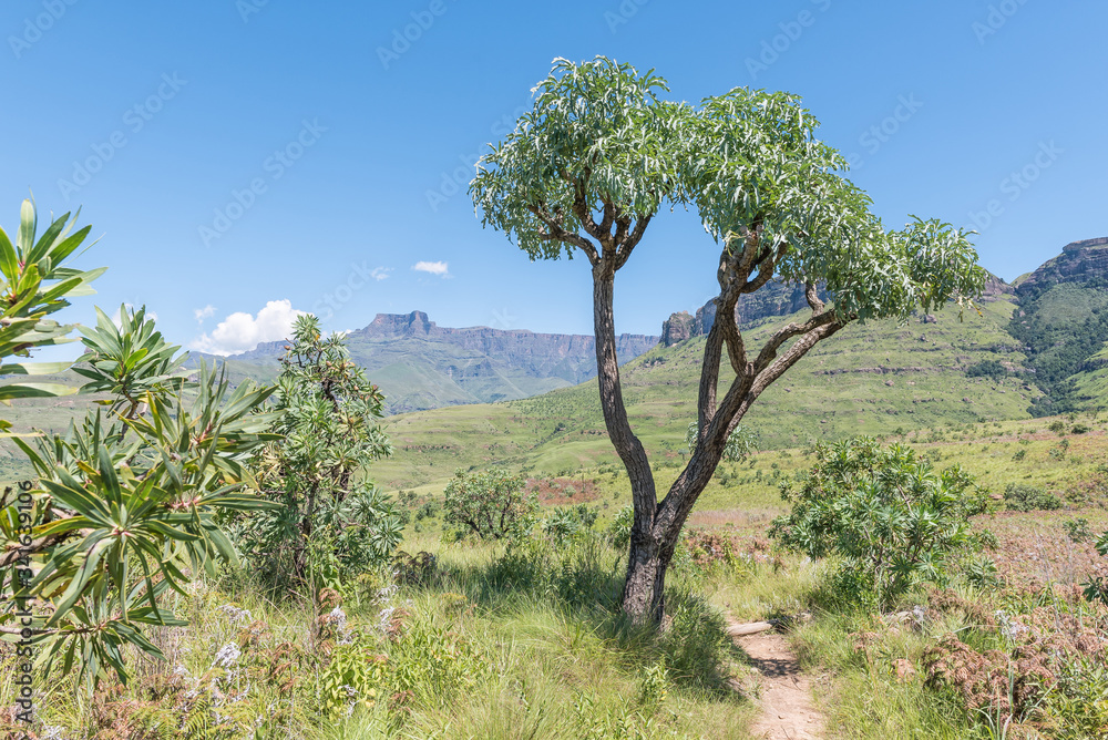 Hiking trail near Mahai passing a mountain cabbage tree