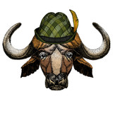 Portrait of buffalo, bison, bull, cow. Austrian bavarian tirol hat. Beer festival. Oktoberfest.