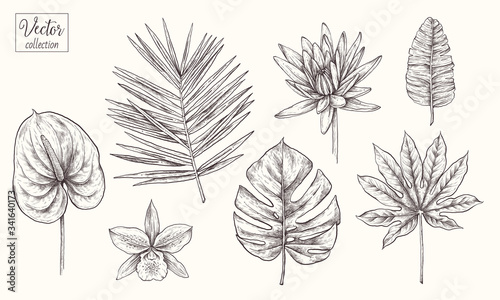 Collection of tropical plants, leaves and flowers. Vector Hand Drawn Sketch Botanical Illustration. Highly detailed plant. Palm leaves. Monstera, orchid, lily, Anthurium 