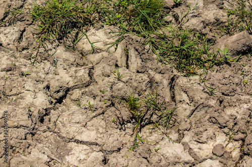 Dry land cracked during a drought. Grass and cracks. Site about agriculture, seasons, nature.