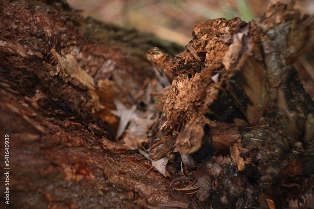 close up of a tree