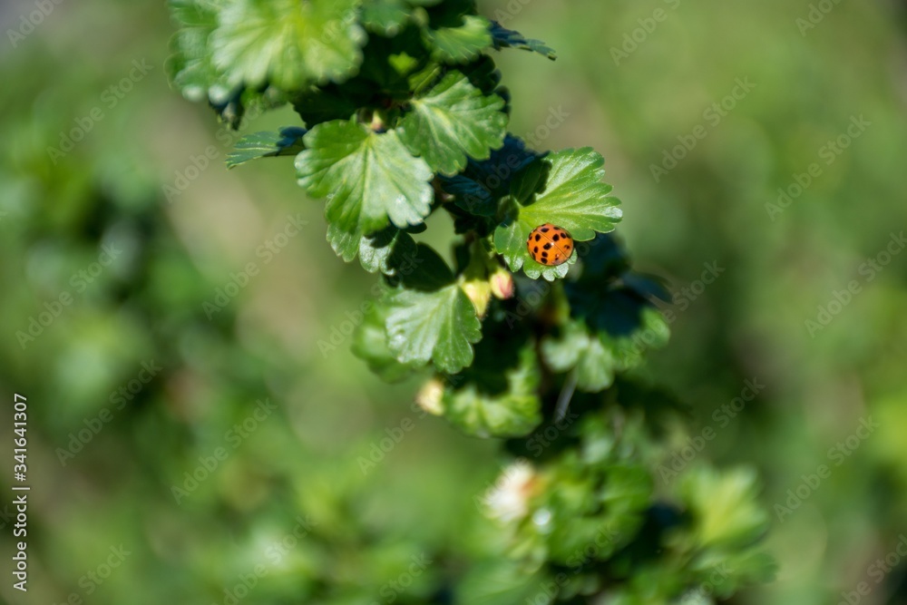 On a branch of a gooseberry sits a ladybug. Spring sunny and warm day On a branch of a gooseberry sits a ladybug. Spring sunny and warm day