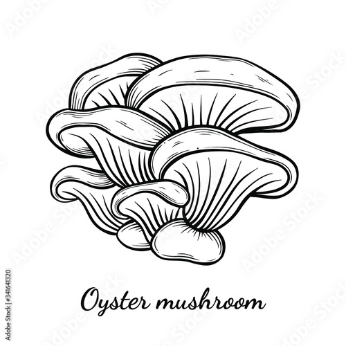 Oyster mushroom hand drawn vector illustration. Sketch style drawing isolated on white background with sliced pieces. Organic vegetarian object for menu, label, recipe, product packaging