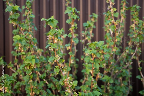 The branch of a bush currants. Flowering bush, flowers are purple. The background is brown