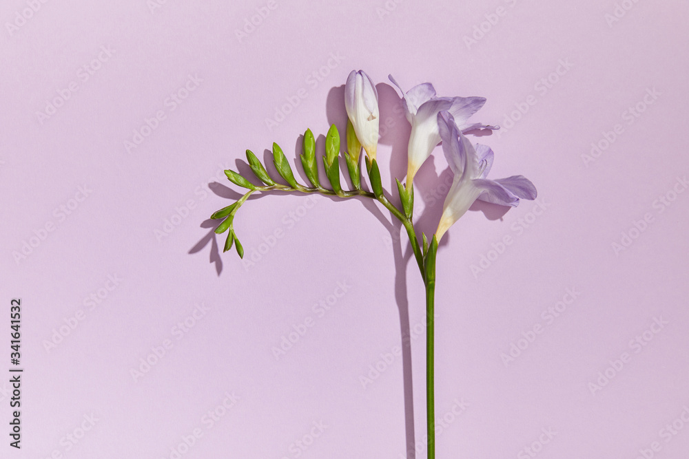 purple iris flower on pastel light purple background 