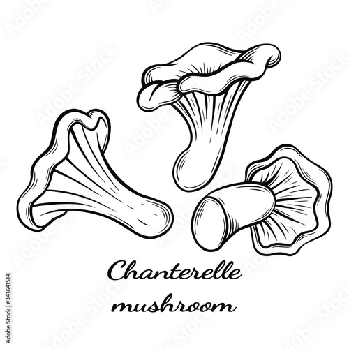 chanterelle mushroom hand drawn vector illustration. Sketch style drawing isolated on white background with sliced pieces. Organic vegetarian object for menu, label, recipe, product packaging