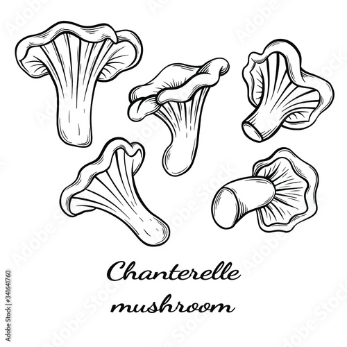 chanterelle mushroom hand drawn vector illustration. Sketch style drawing isolated on white background with sliced pieces. Organic vegetarian object for menu, label, recipe, product packaging