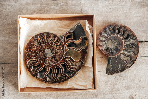 Ammonites fossil shell on wooden background. Top view. Copy, empty space for text. Polished half of petrified shells as souvenirs, gift
