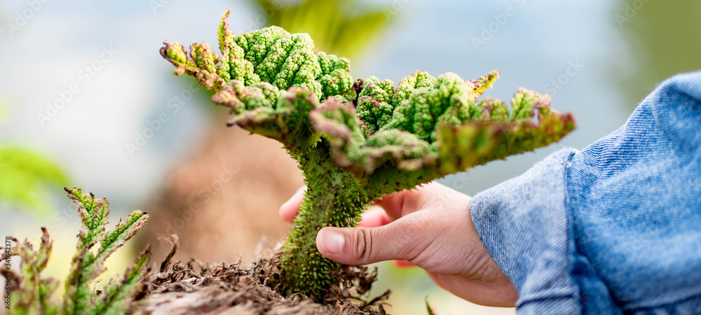 Childs hand while holding a dying plant. Promote green environment concept. Protect environment and trees for our kids concept