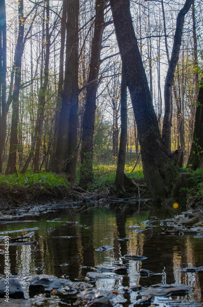 Fototapeta premium pond in a forest