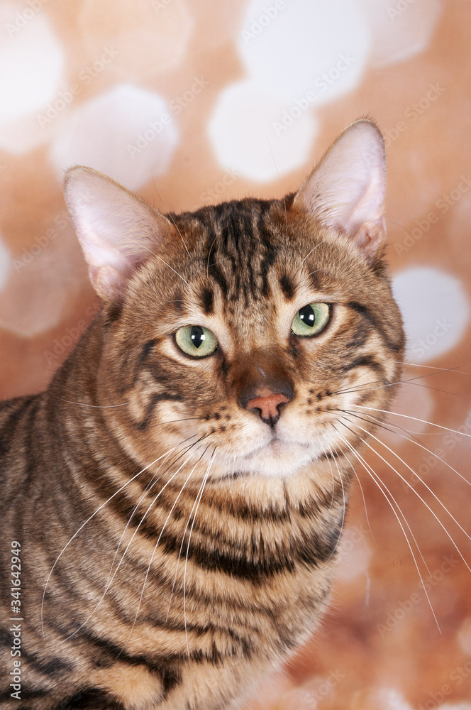 Toyger cat on a cat show