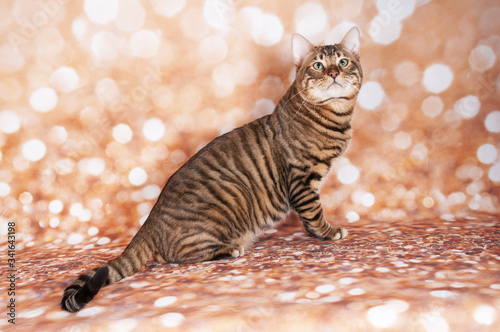 Photography Toyger cat on a cat show
