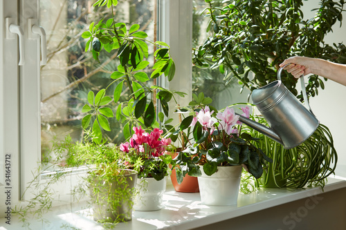 Pots with bright plants on a white windowsill