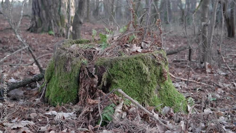 Moss on a log in a forest, next to some dead leaves. Moss on a log in a forest, next to some dead leaves.