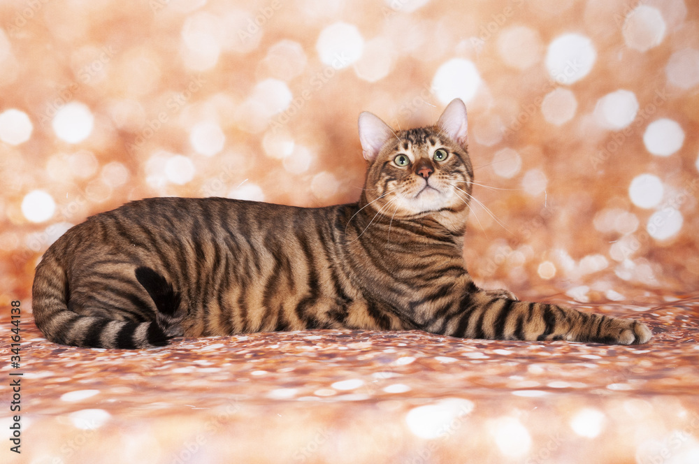 Ταπετσαρία Toyger cat on a cat show