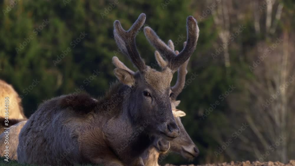 Deer Male In Herd Looking Towards The Camera In The Forest. Slow Motion Footage Deer Male In Herd Looking Towards The Camera In The Forest. Slow Motion Footage