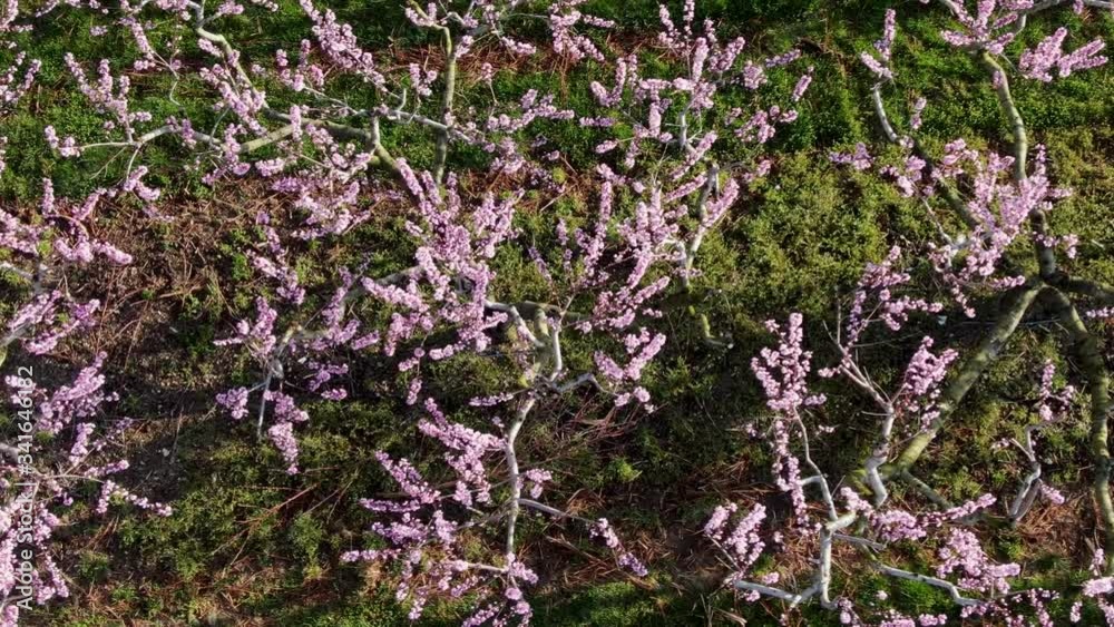 Top down aerial drone view of pink blossoms on peach fruit trees in orchard during spring growing season Top down aerial drone view of pink blossoms on peach fruit trees in orchard during spring growing season