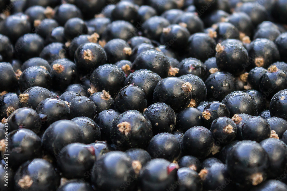 background of black currant with drops of dew, macro
background of black currant with drops of dew, macro