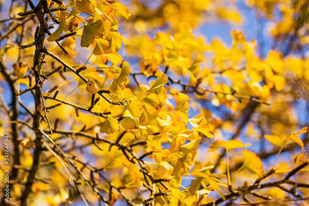 Ginkgo biloba in autumn. This tree is commonly known as ginkgo, gingko or maidenhair tree. It is famous for its decorative leaves. Ginkgo biloba in autumn. This tree is commonly known as ginkgo, gingko or maidenhair tree. It is famous for its decorative leaves.
