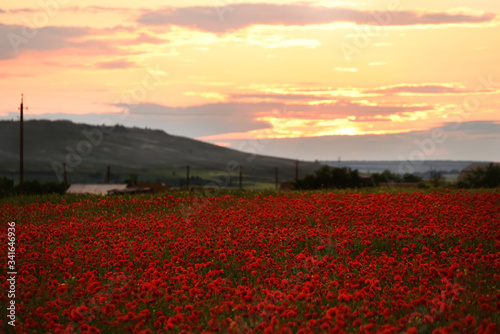 Field of blooming poppies on a background of hills at sunset.