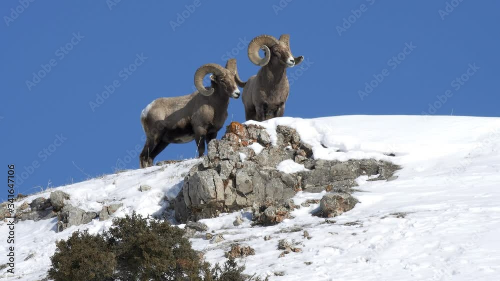 winter shot of bighorn sheep rams standing on a ridge at yellowstone national park in wyoming, usa