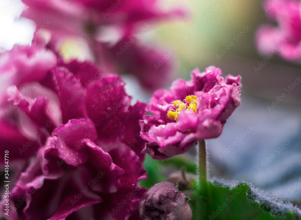 Flowering Saintpaulias, commonly known as African violet. Blurred gentle sky-blue background. Home decor and gardening concept. Flowering Saintpaulias, commonly known as African violet. Blurred gentle sky-blue background. Home decor and gardening concept.
