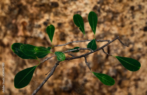 green leaves with bark backbround photo