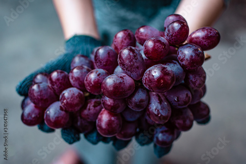 Close up of fresh grapes. Grapes harvest. Farmers hands with freshly harvested red grapes. Shallow depth of field.