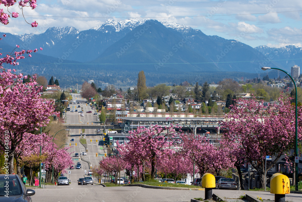 Obraz premium Kanzan cherry blossom lined streets and the North shore mountains in the background. Vancouver BC Canada 