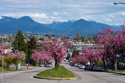 Kanzan cherry blossom lined streets and the North shore mountains in the background. Vancouver BC Canada 