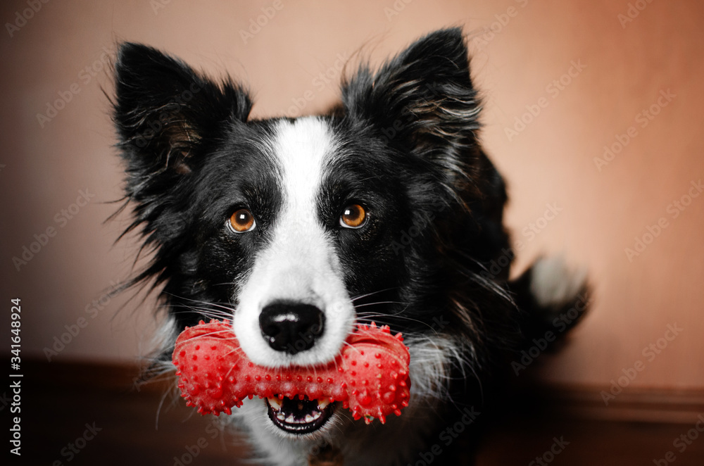 
home photo session sunny day in the room funny dog ​​cute portrait border collie