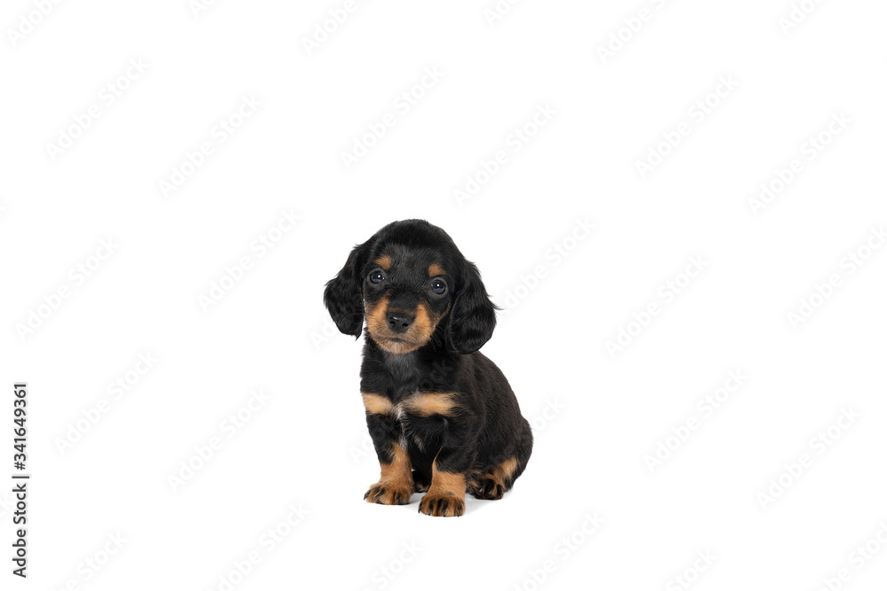 Portrait of a black and tan dachshund pup sitting isolated on a white background