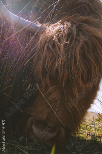 Close-up Highland Cattle