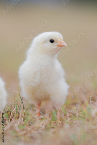 Little fluffy yellow baby chicken in the grass