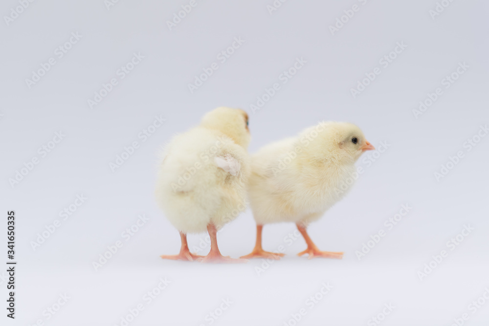 yellow fluffy baby chicks chicken isolated on white background