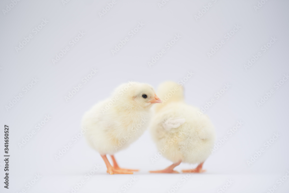 little yellow baby chickens chicks isolated on white background