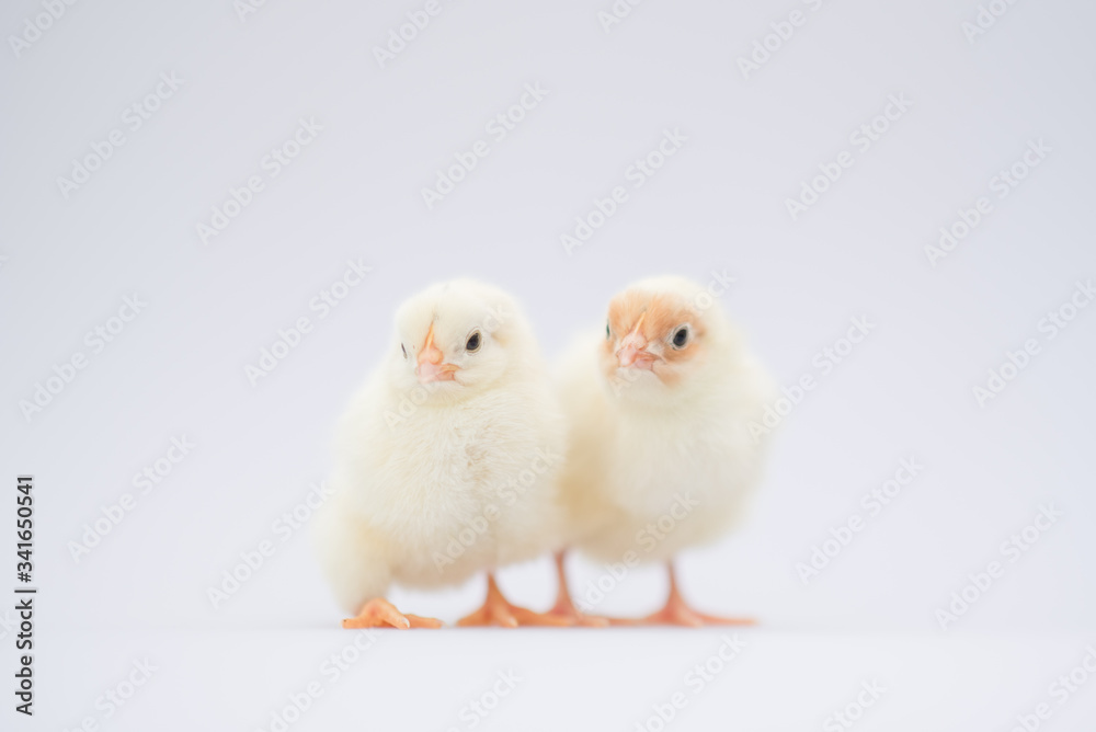 little yellow baby chicken chicks isolated on white background
