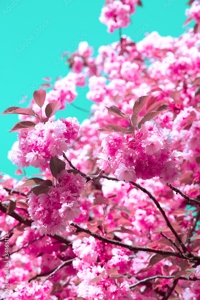 Fashion idea wallpaper Pink Flowers aesthetics. Cherry blossom tree Fashion idea wallpaper Pink Flowers aesthetics. Cherry blossom tree