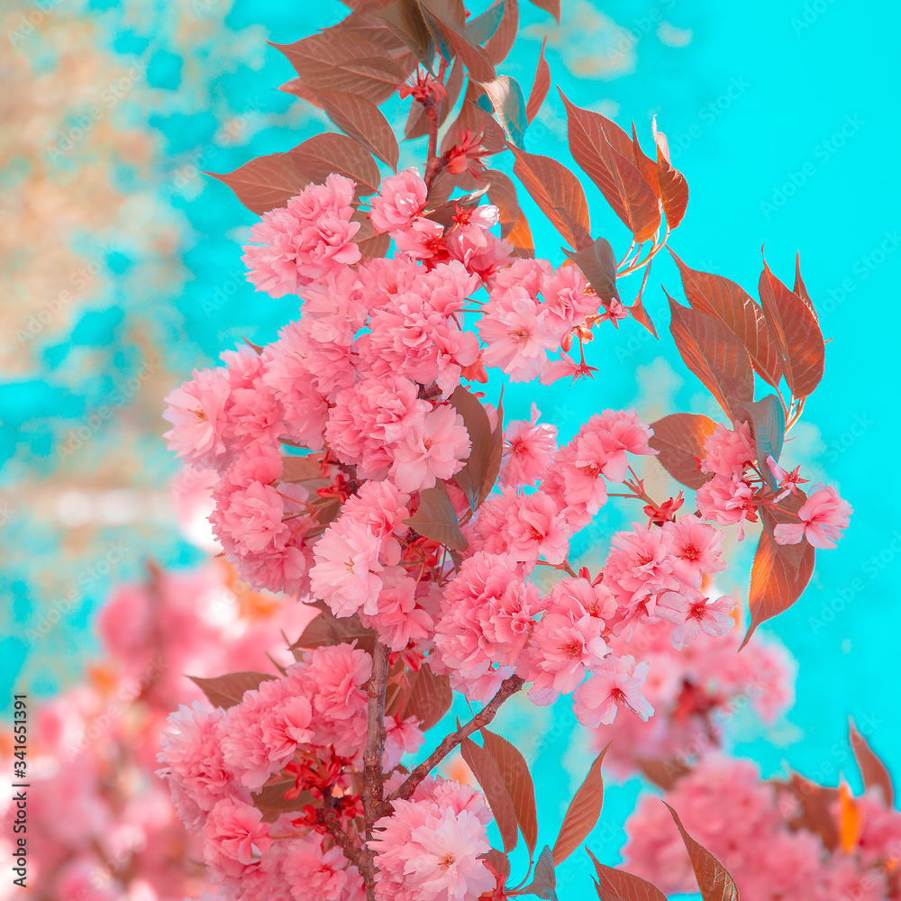 Fashion aesthetics wallpaper. Pink Flowers. Cherry blossom. Spring vibes  Stock Photo | Adobe Stock