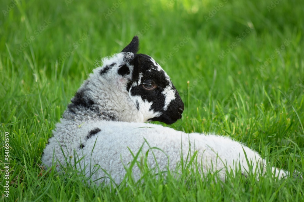 black and white baby lamb in grass black and white baby lamb in grass