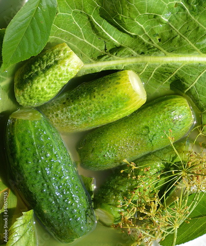 green salted cucumbers in salty water and horseradish leaves