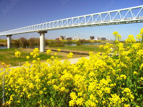 菜の花咲く江戸川土手から見るガス導管のある風景
