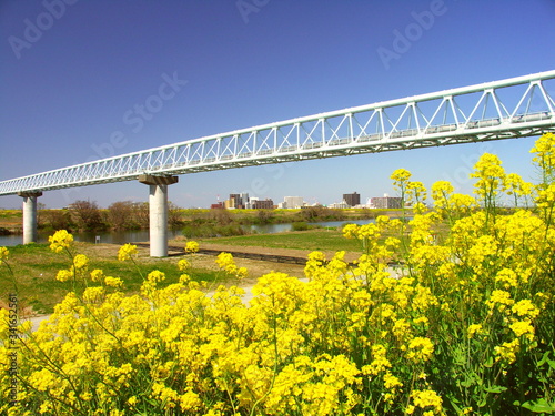 菜の花咲く江戸川土手から見るガス導管のある風景 © smtd3