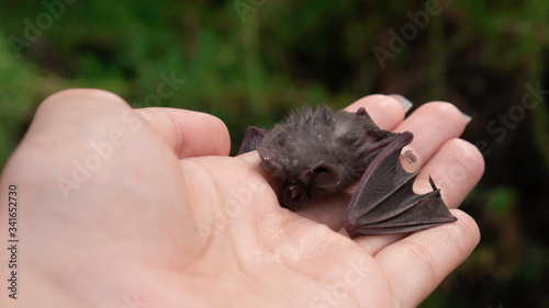 Heat stroke/heat exhaustion - Baby bat in the woman's hand drinks water from palm